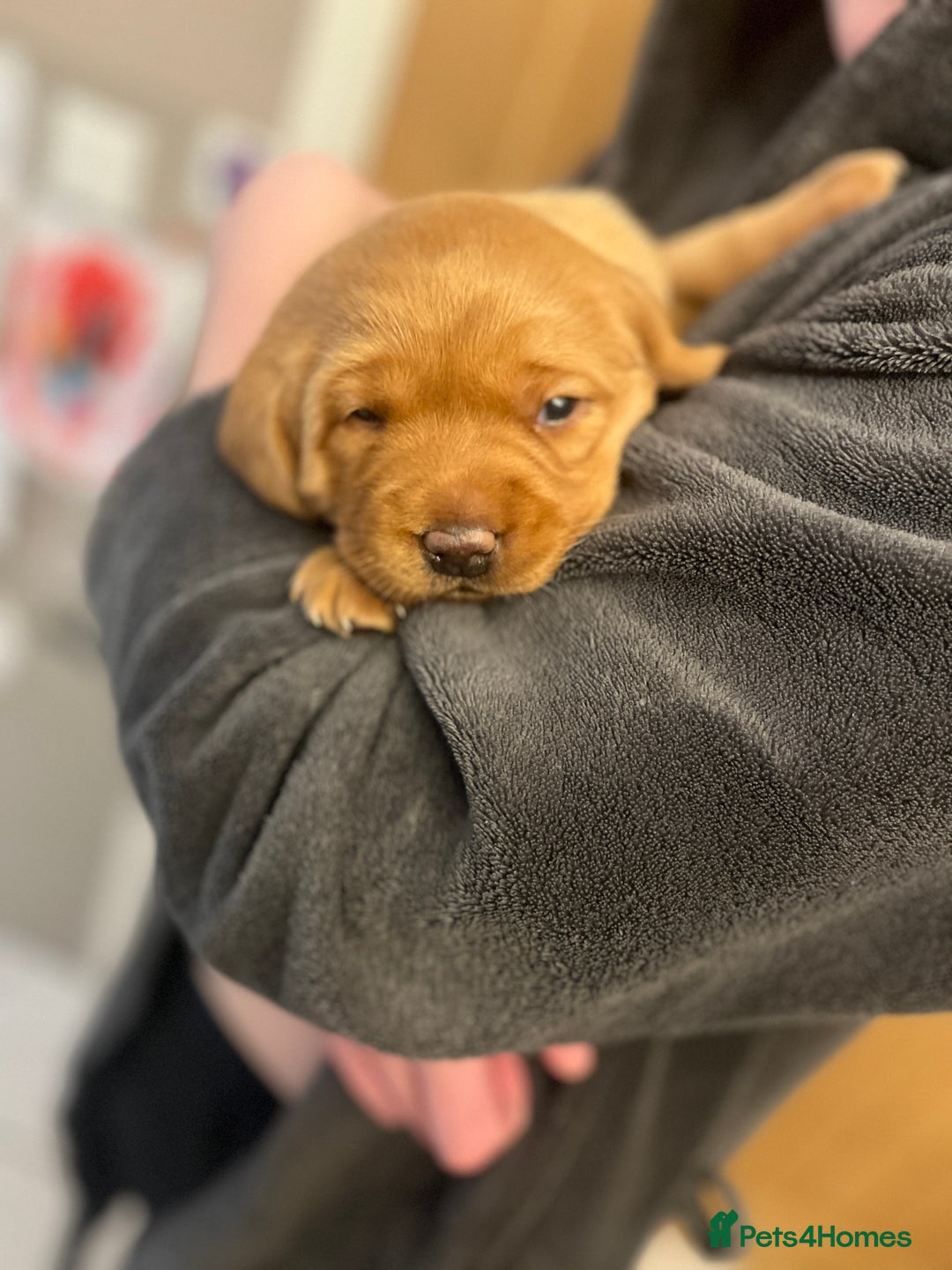 Labrador Retriever dogs for sale: KC Fox Red labradors - Advert 4