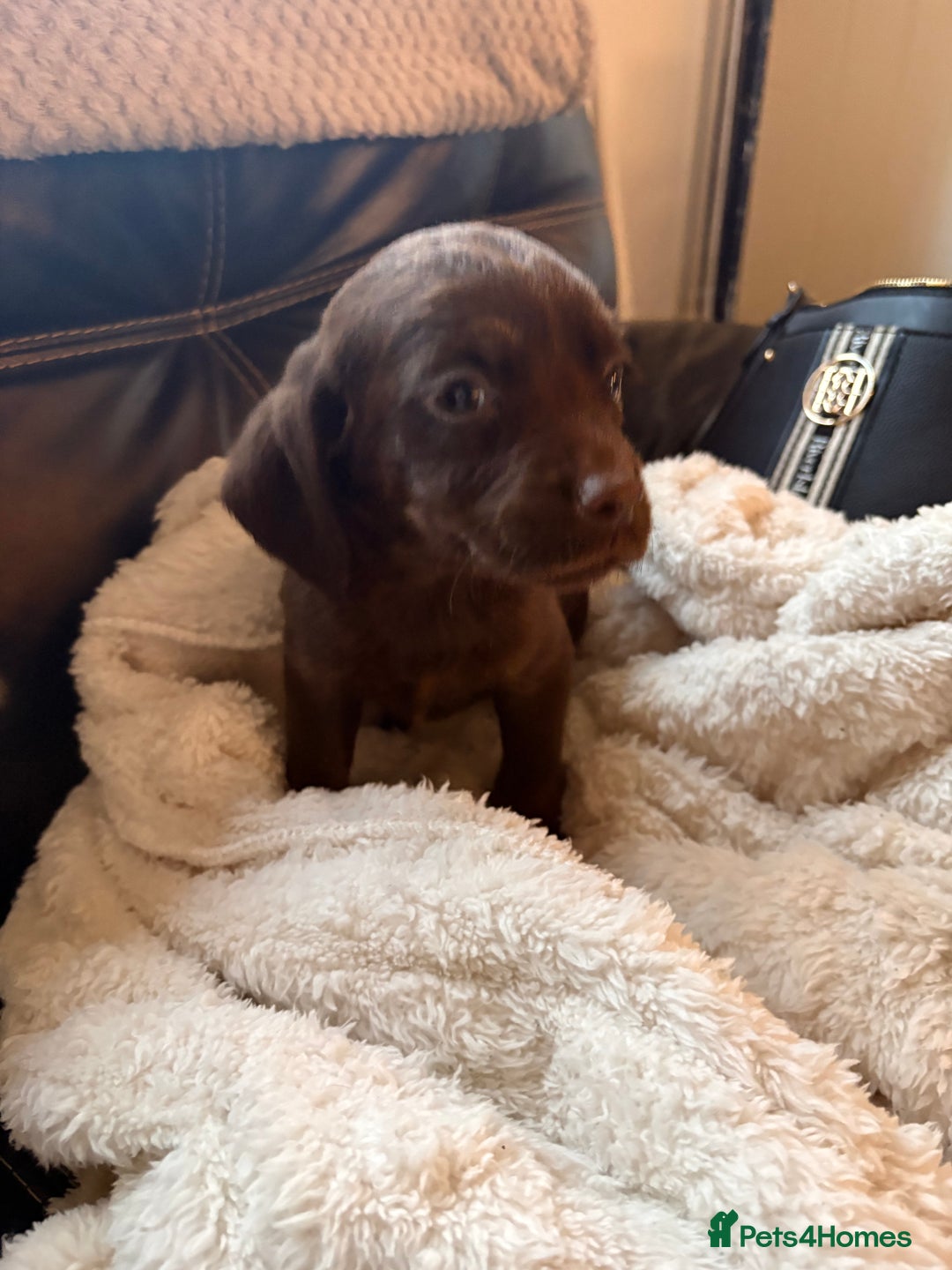 Cockerdor dogs for sale: READY NOW reduced Last choc&tan girl F1 cockerdor - Advert 28