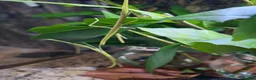 Stick Insects invertebrates for sale: Indian Stick insects  - Advert 4