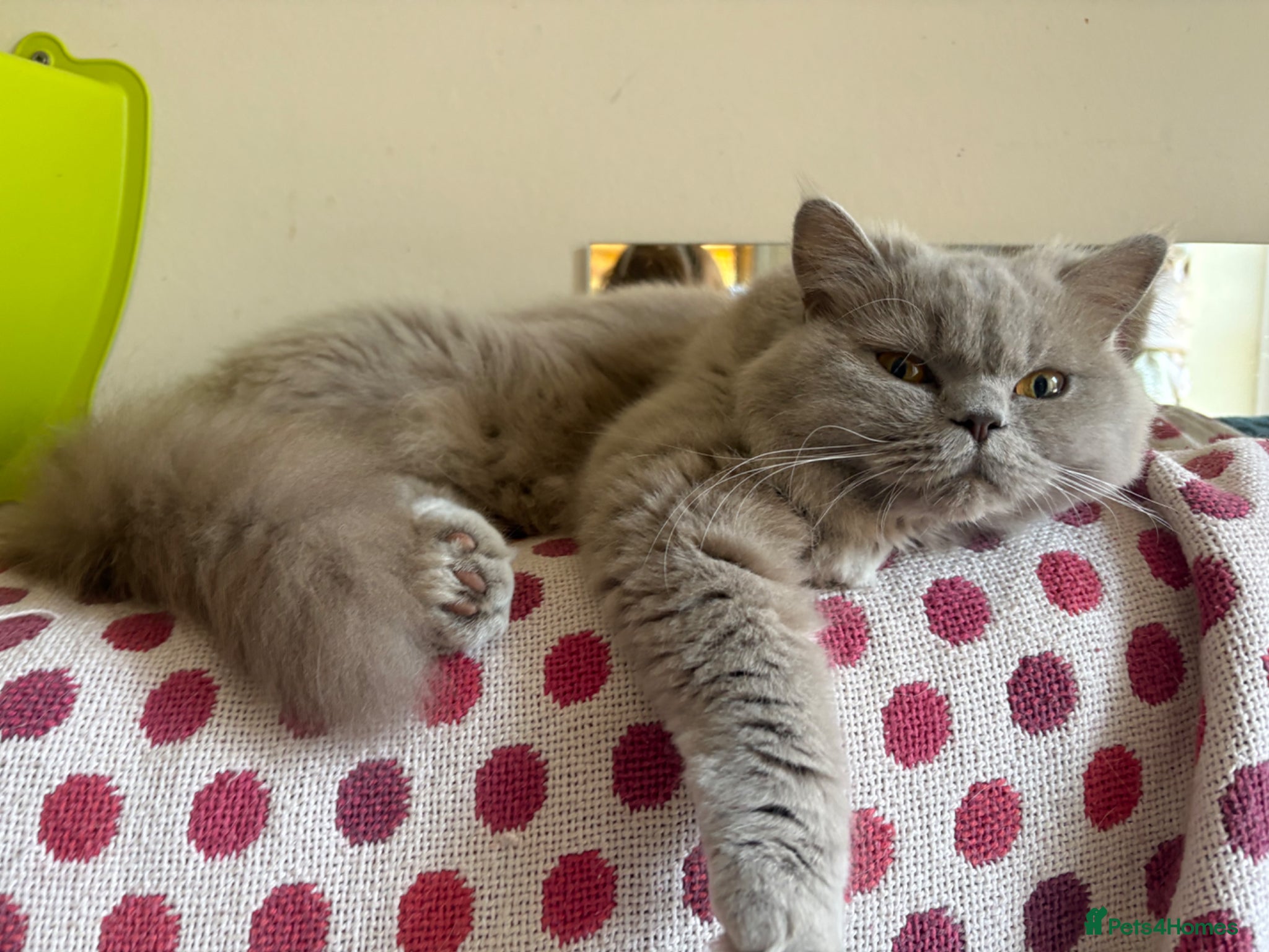 British Longhair cats Gorgeous lilac BLH female  - Advert 2