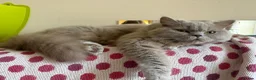 British Longhair cats for sale: Gorgeous lilac BLH female  - Advert 2