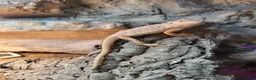 Bearded Dragon reptiles for sale: Bearded dragon  in Okehampton - Advert 1