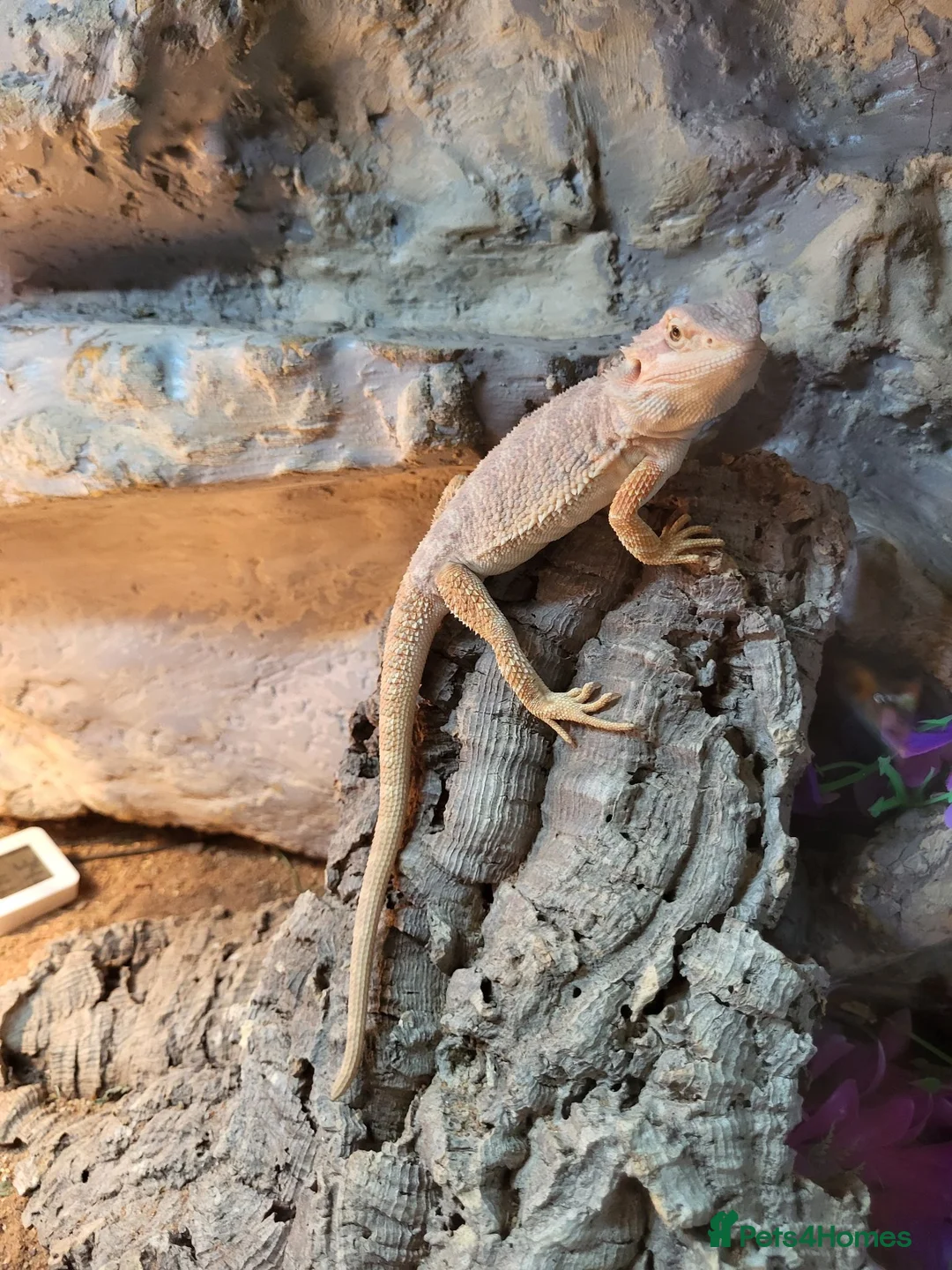 Bearded Dragon reptiles for sale: Bearded dragon  in Okehampton - Advert 1