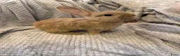 Mixed Breed rabbits for sale:     Mini Lop × Holland Lop Baby Rabbits in Cwmbran - Advert 5