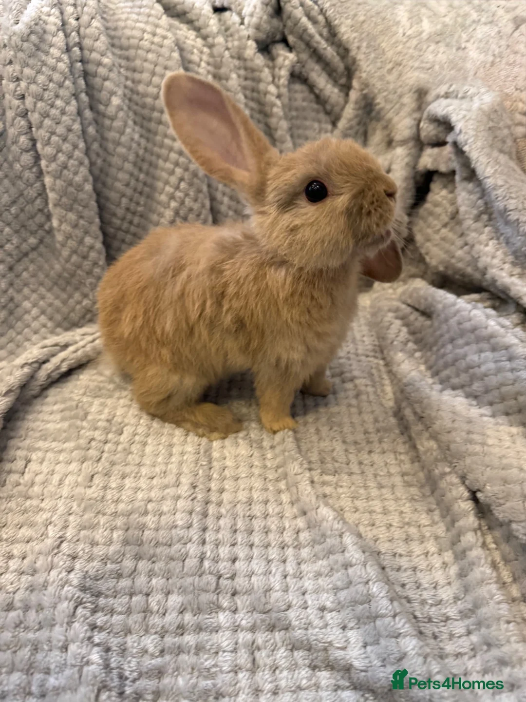 Mixed Breed rabbits for sale:     Mini Lop × Holland Lop Baby Rabbits in Cwmbran - Advert 5