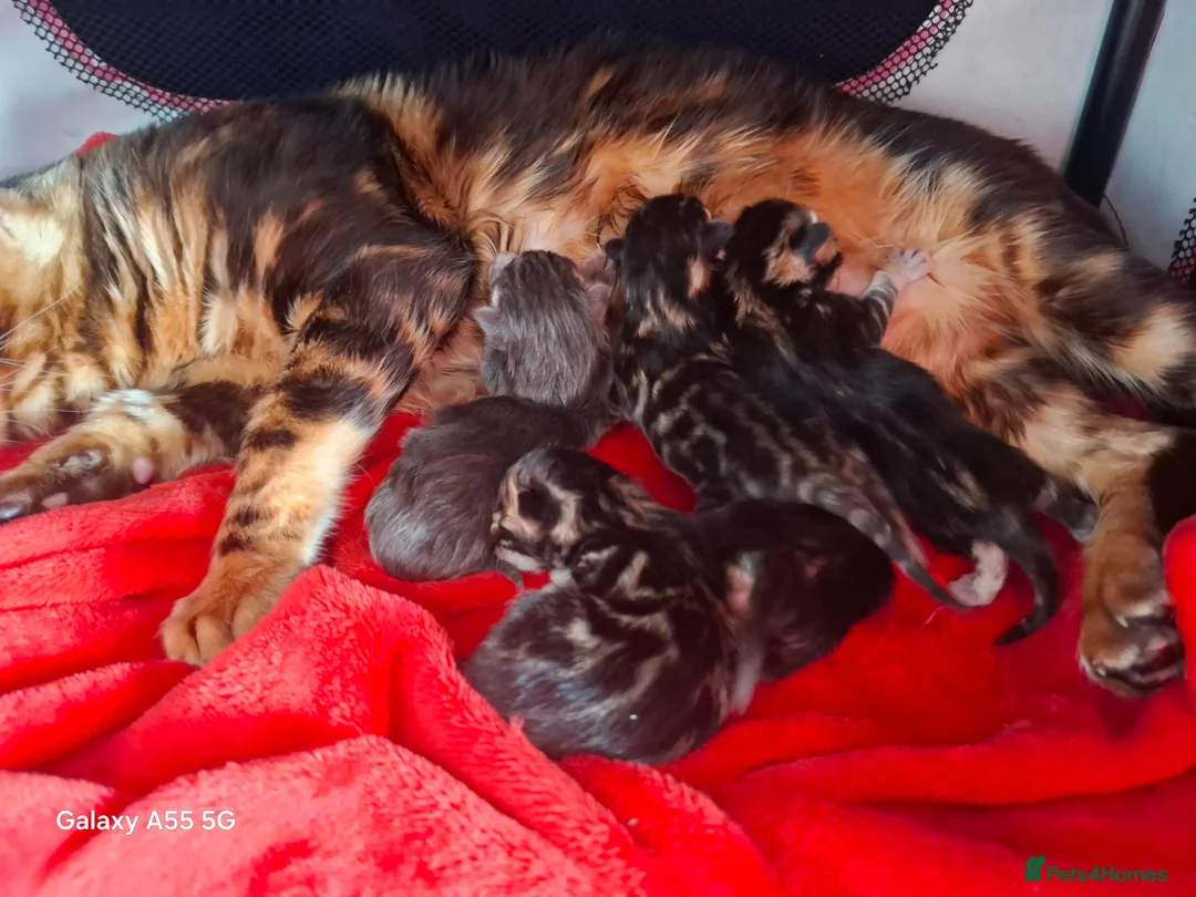 Bengal cats for sale: Outstanding Bengal Kittens TICA - Advert 1