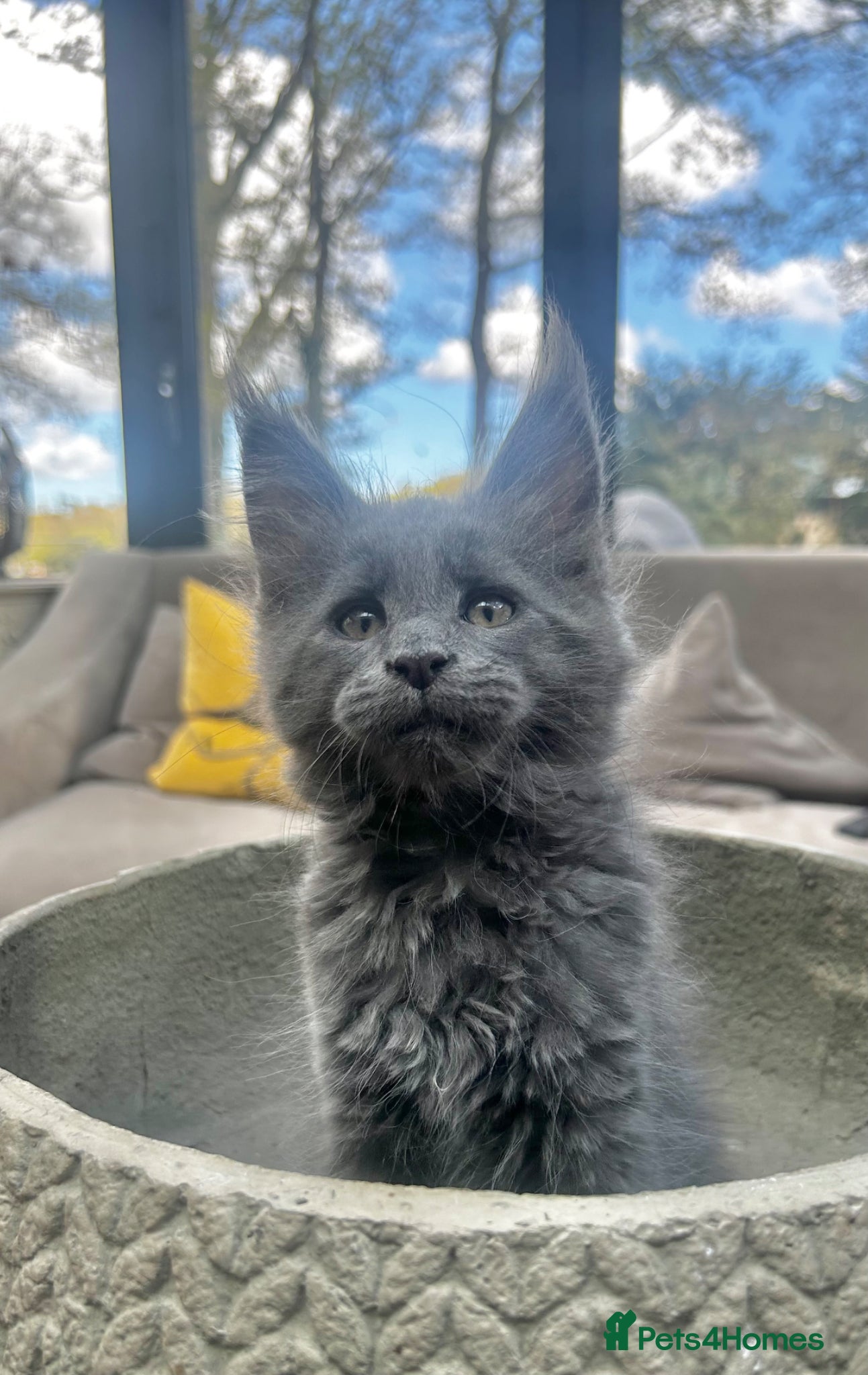 Maine Coon cats Exceptional blue-smoke Maine Coon Kittens 🔥  - Advert 5