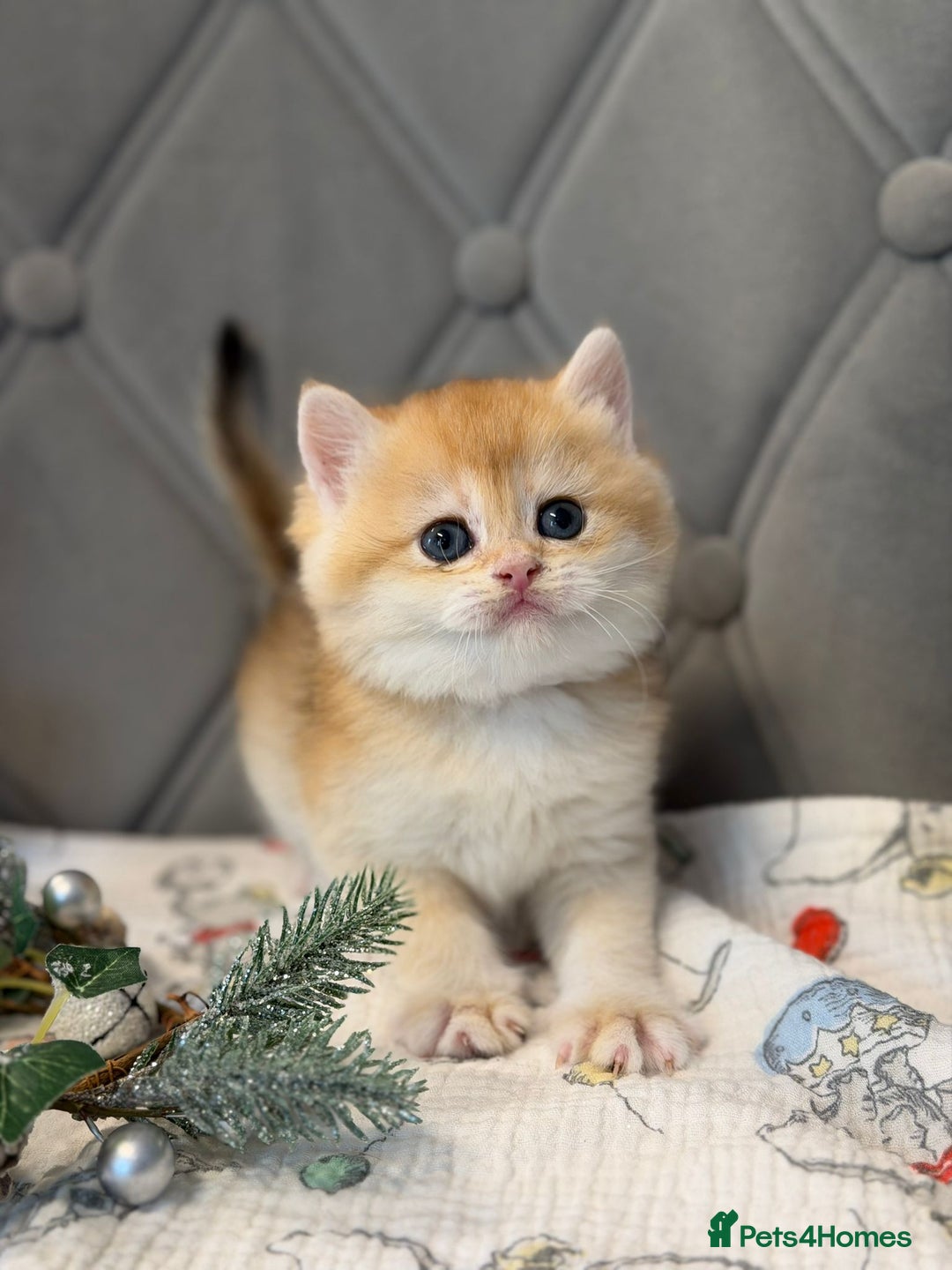 British Shorthair cats for sale: Champions lines Golden Chinchilla ny12 boys - Advert 15