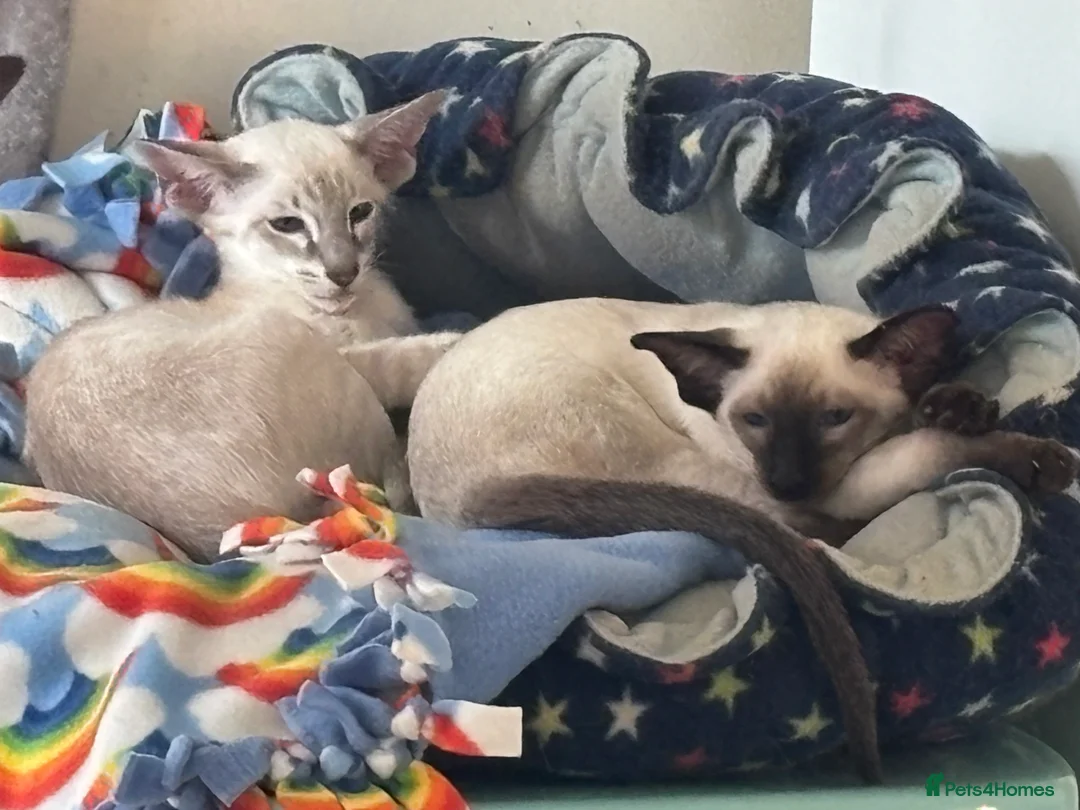 Siamese cats for sale: GCCf registered/show champion bloodlines in Cupar - Advert 3