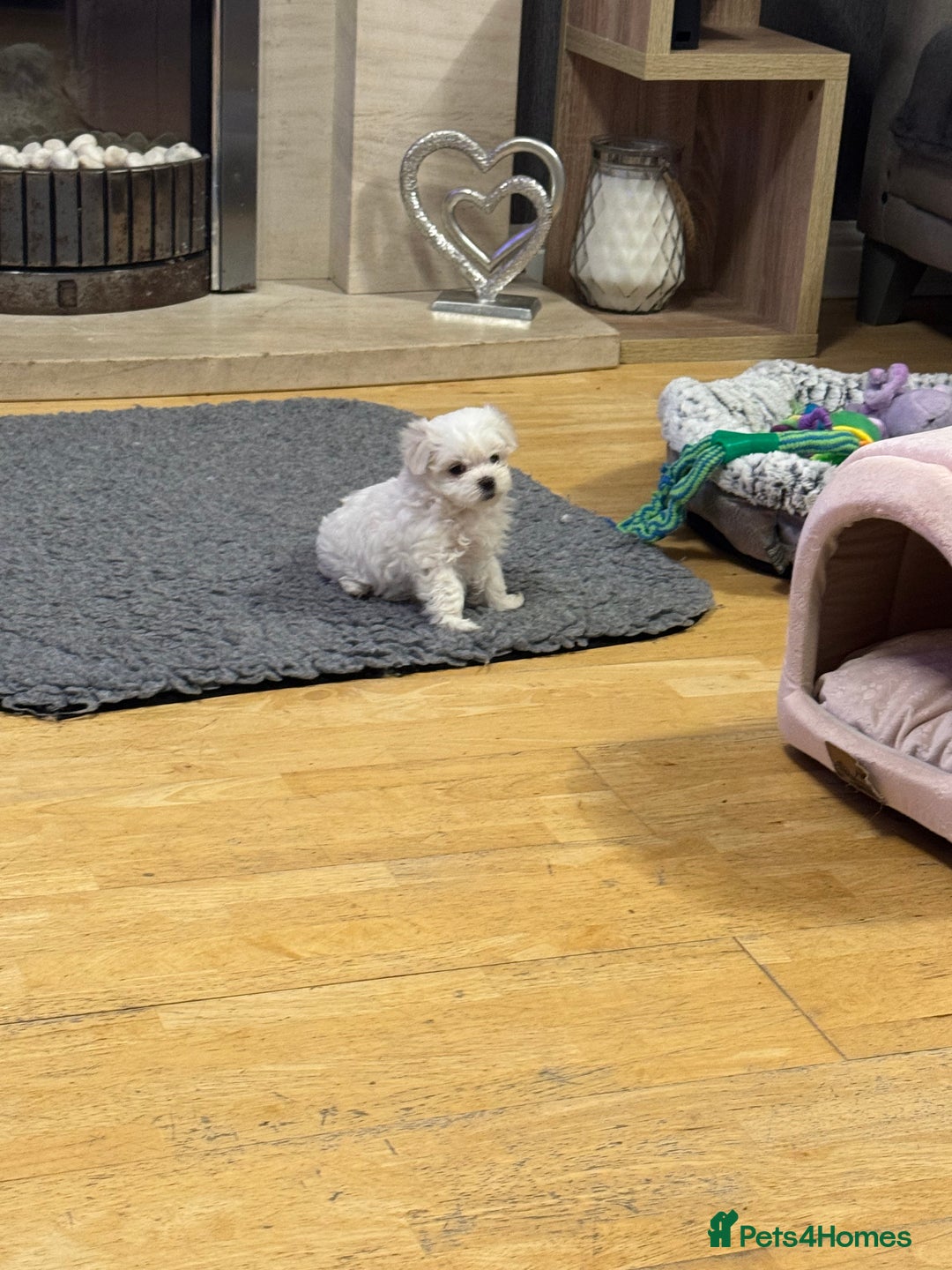 Maltese dogs for sale: **READY NOW** Full Maltese Boy Puppy’s  - Image 11