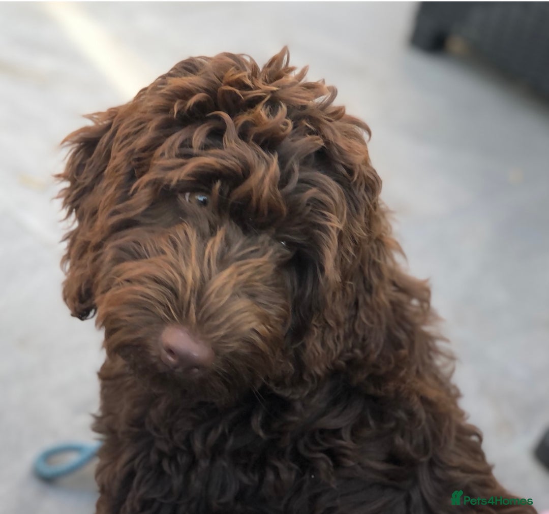 Cockapoo dogs for sale: Cockapoo Puppies for Sale - Image 19