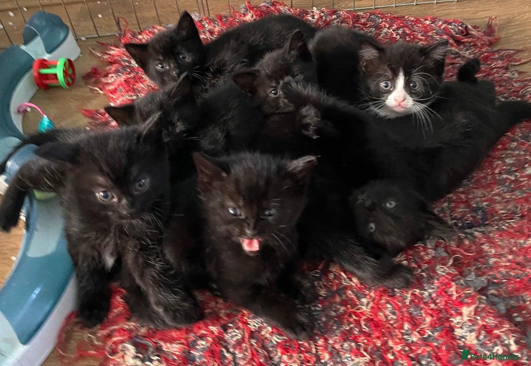 Mixed Breed cats for sale: 6 adorable kittens for sale!  - Image 1