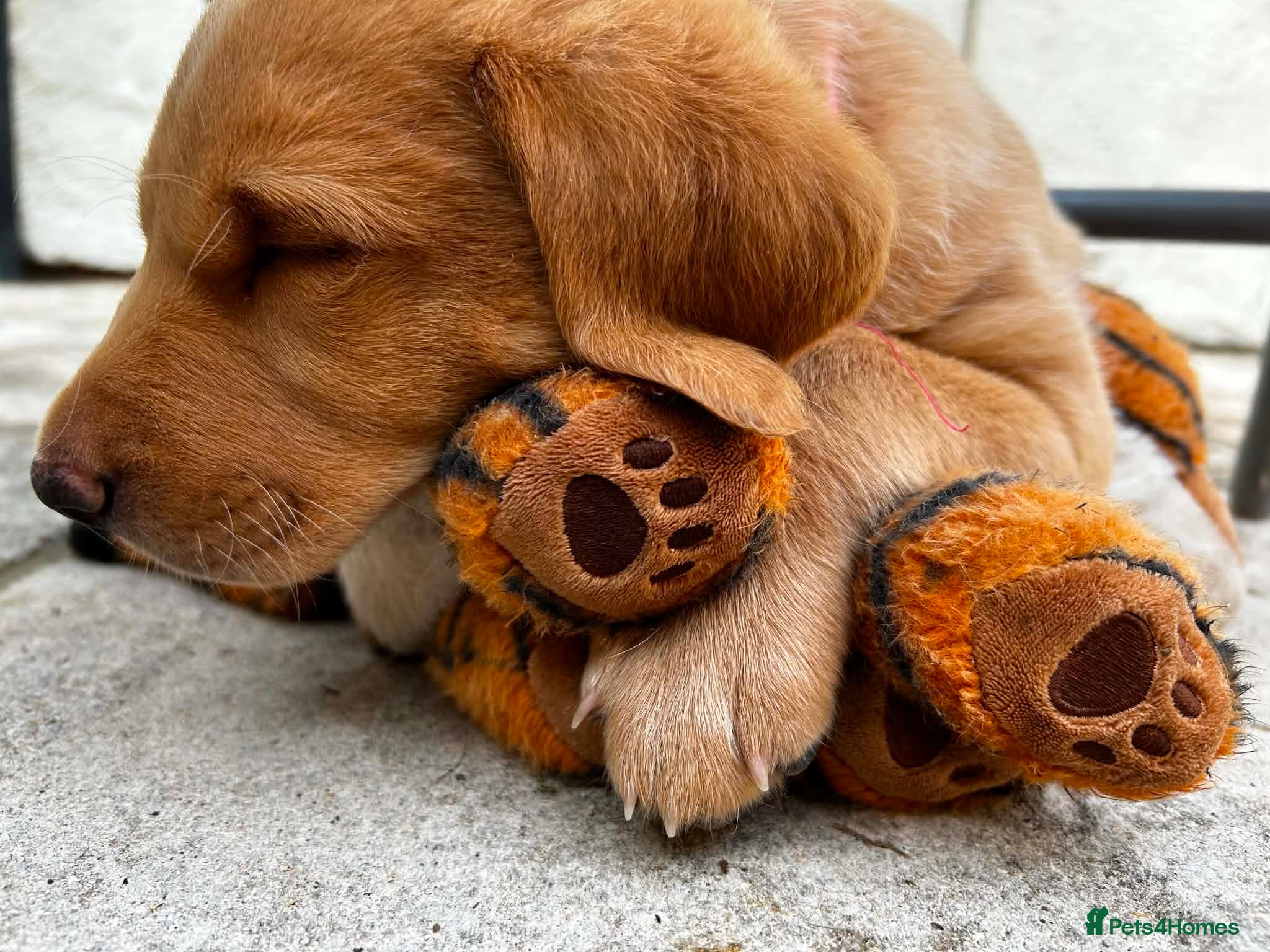Labrador Retriever dogs Fox Red Labrador Puppy (Girl) - Advert 11
