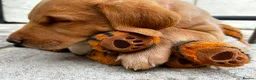 Labrador Retriever dogs for sale: Fox Red Labrador Puppy (Girl) - Advert 1