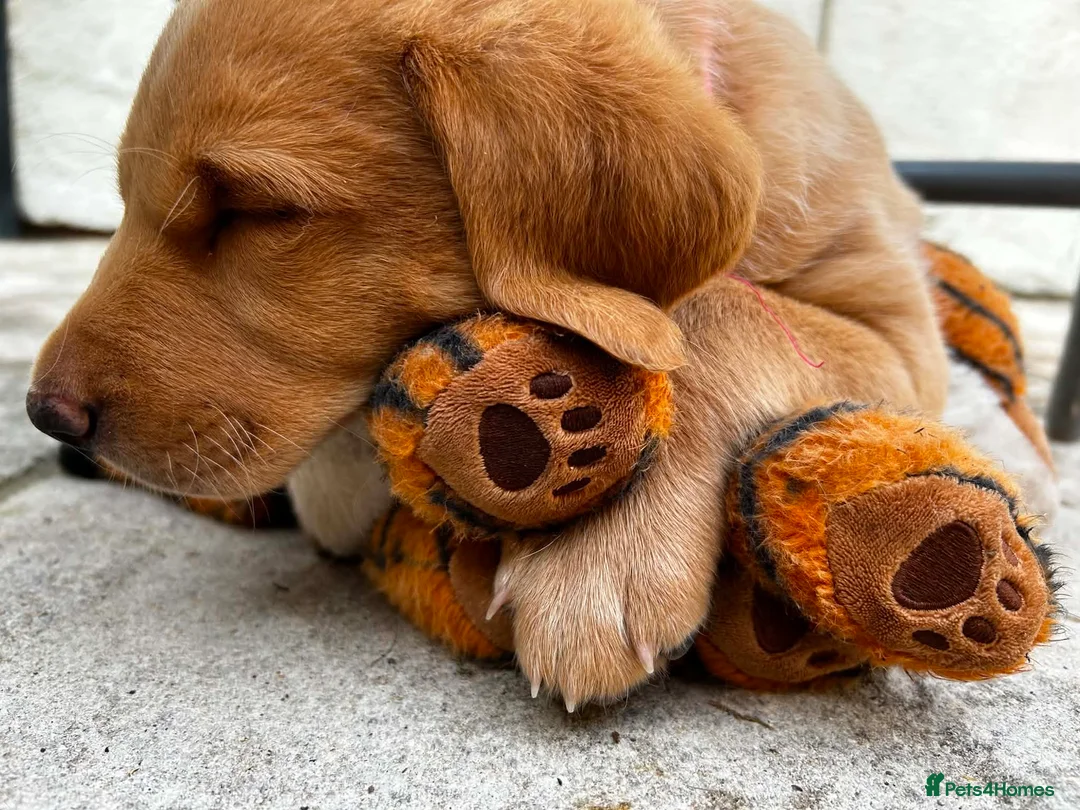 Labrador Retriever dogs for sale: Fox Red Labrador Puppy (Girl) - Advert 1