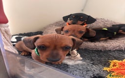 Miniature Dachshund dogs for sale: Red/blac&tan mini dachshunds  - Image 7