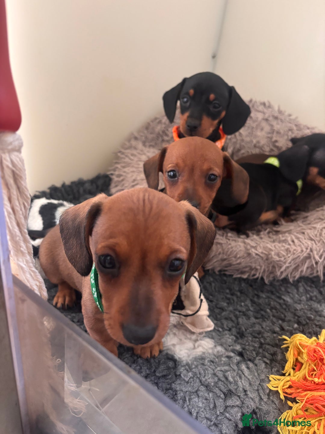 Miniature Dachshund dogs for sale: Red/blac&tan mini dachshunds  - Image 7