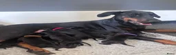 Dobermann dogs for sale: KC registered Dobermann puppies  - Advert 4
