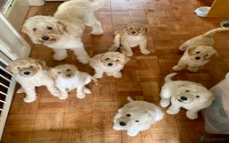Labradoodle dogs for sale: Multigen Mini Labradoodle Puppies Available Now - Image 5