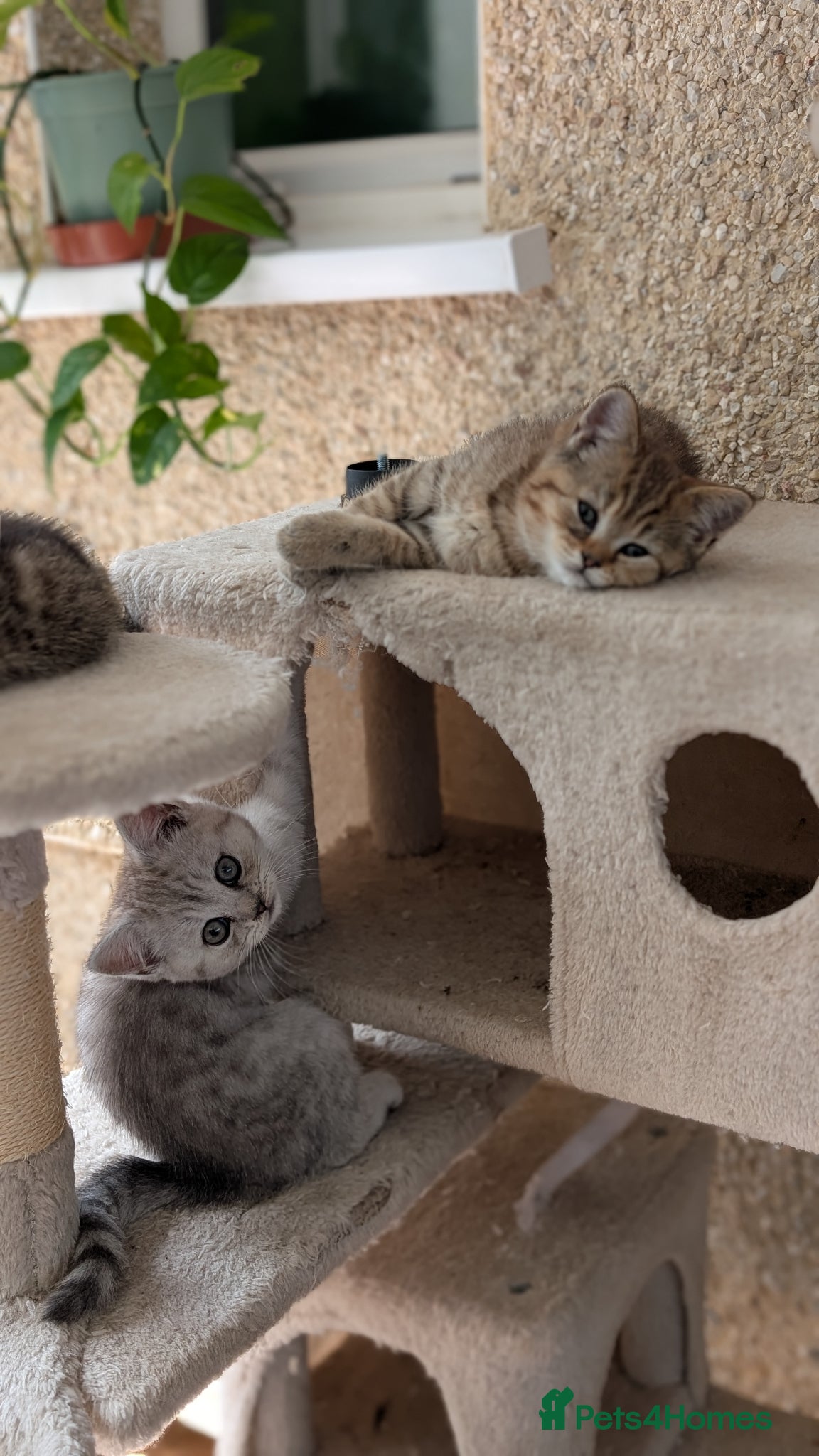 Mixed Breed cats for sale: Stunning TeddyBear Persian Chinchilla x BSH girls  - Advert 8