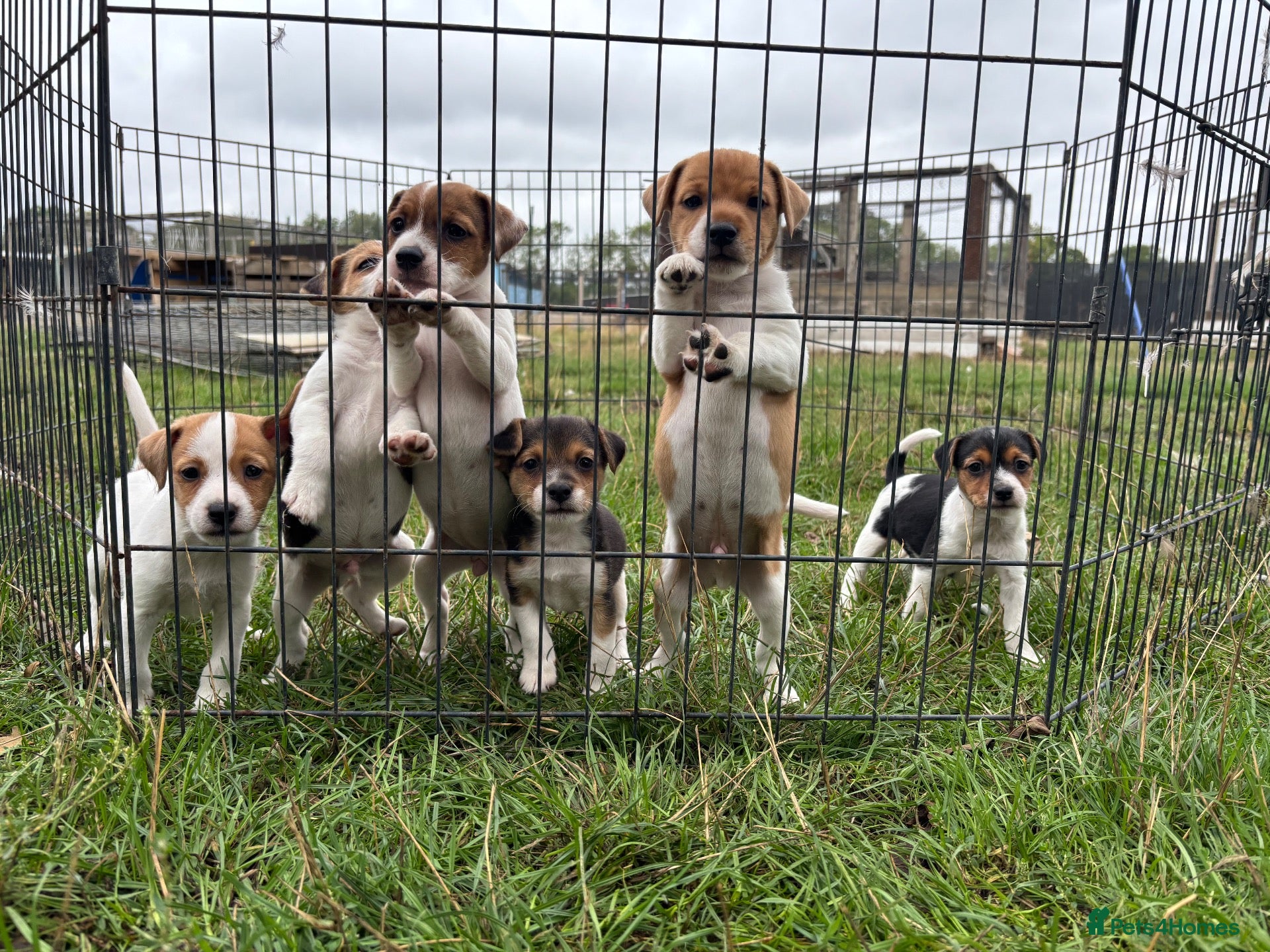 Jack Russell dogs Jack Russell puppies - Advert 1