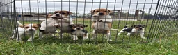 Jack Russell dogs for sale: Jack Russell puppies - Advert 1