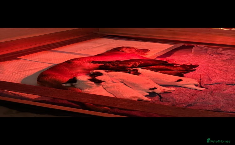 Cocker Spaniel dogs - Advert 12