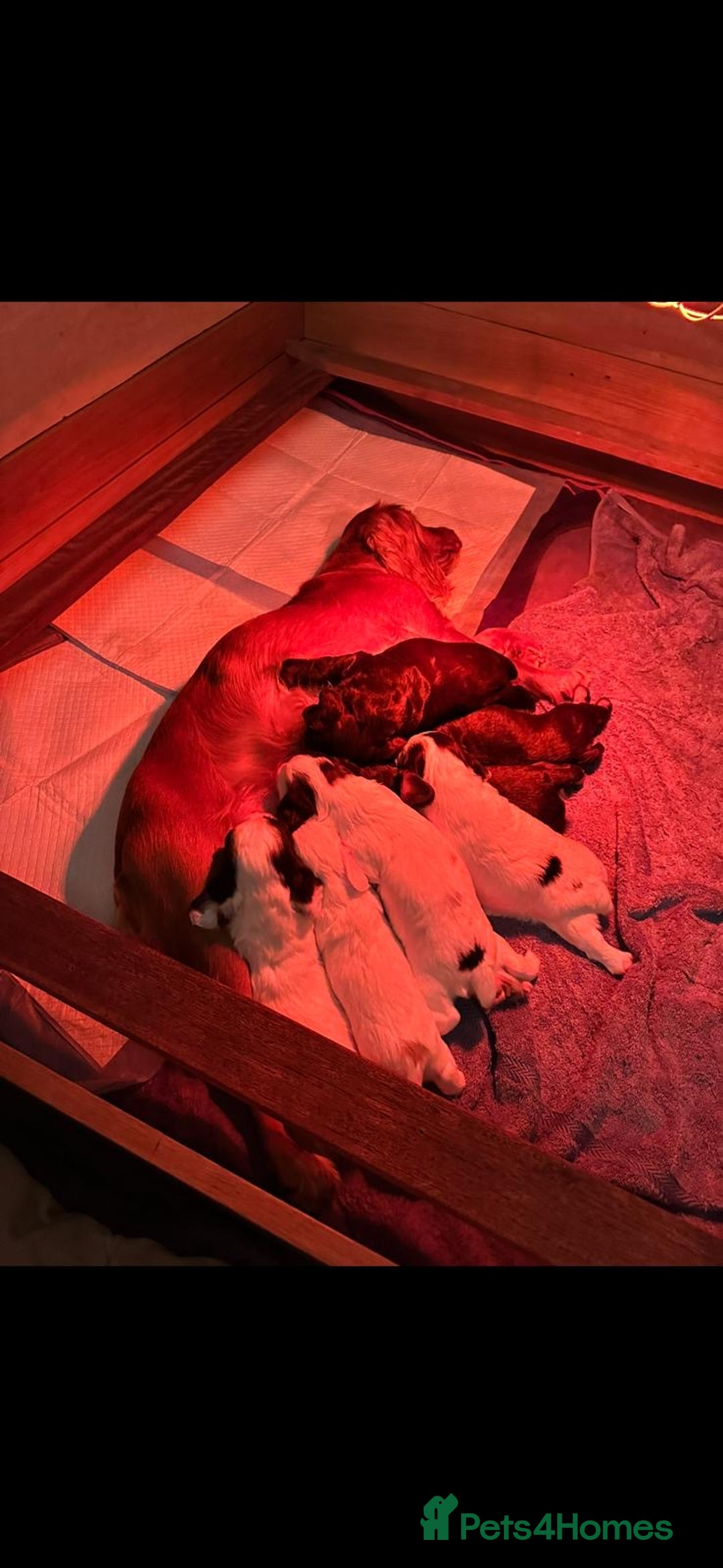 Cocker Spaniel dogs for sale: Beautiful litter of KC working cocker spaniels - Image 1