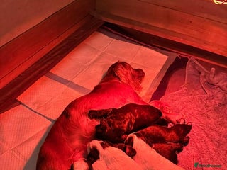 Cocker Spaniel dogs for sale - Advert 1