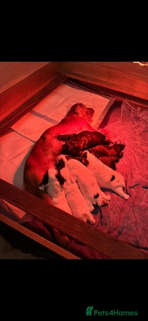 Cocker Spaniel dogs - Advert 1