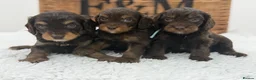 Cavapoo dogs for sale: F1 Health tested Chocolate Cavapoos - Advert 7