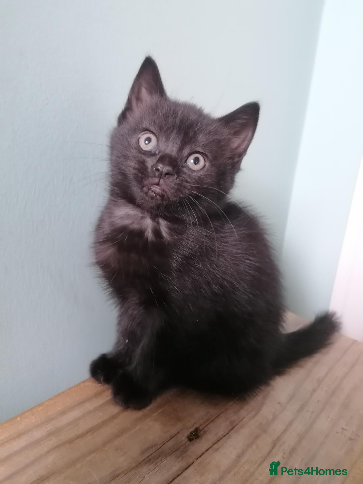 Mixed Breed cats for sale: Adorable Black Girl ready now - Advert 3