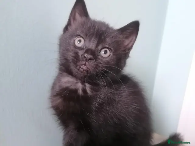 Mixed Breed cats for sale: Adorable Black Girl ready now - Advert 3