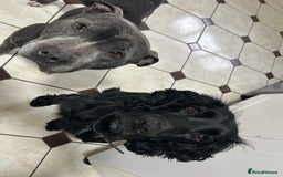 Mixed Breed dogs for sale: Sprocker cross blue staffy puppies for sale  - Image 8