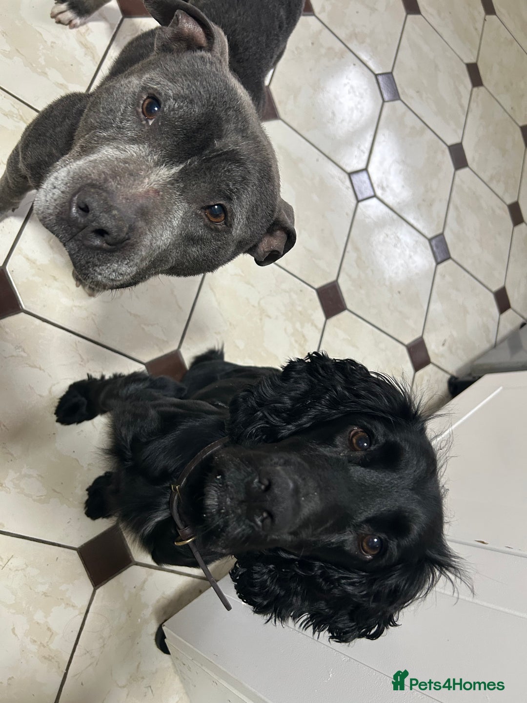 Mixed Breed dogs for sale: Sprocker cross blue staffy puppies for sale  - Image 8