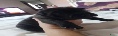 Mixed Breed 5