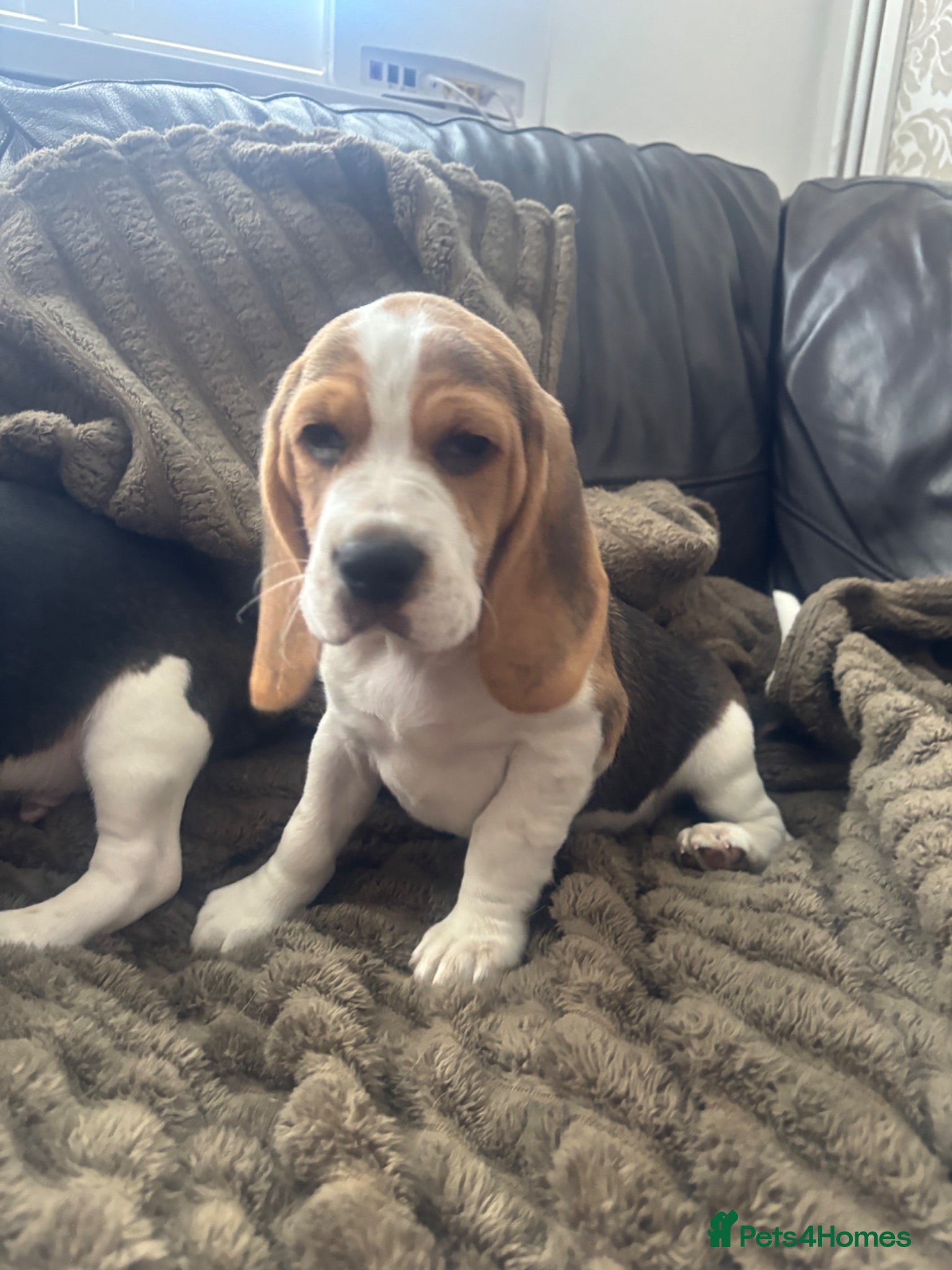 Beagle dogs Stunning Beagles(ready now) - Advert 2