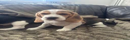 Beagle dogs for sale: Beautiful Beagles(ready now) - Advert 8