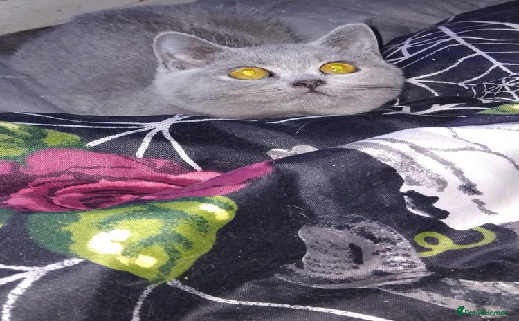 British Shorthair cats - Advert 2