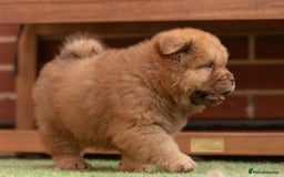 Chow Chow dogs for sale: Chow chow nation  - Image 11