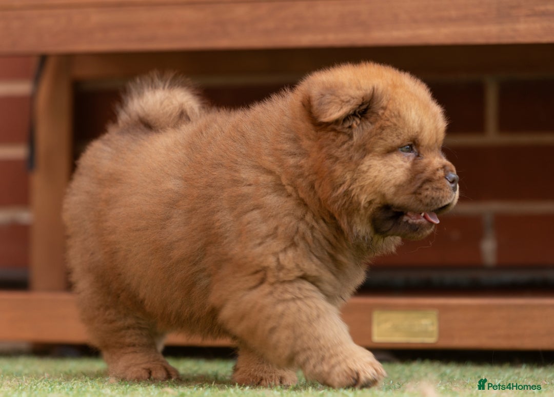 Chow Chow dogs for sale: Chow chow nation  - Image 11
