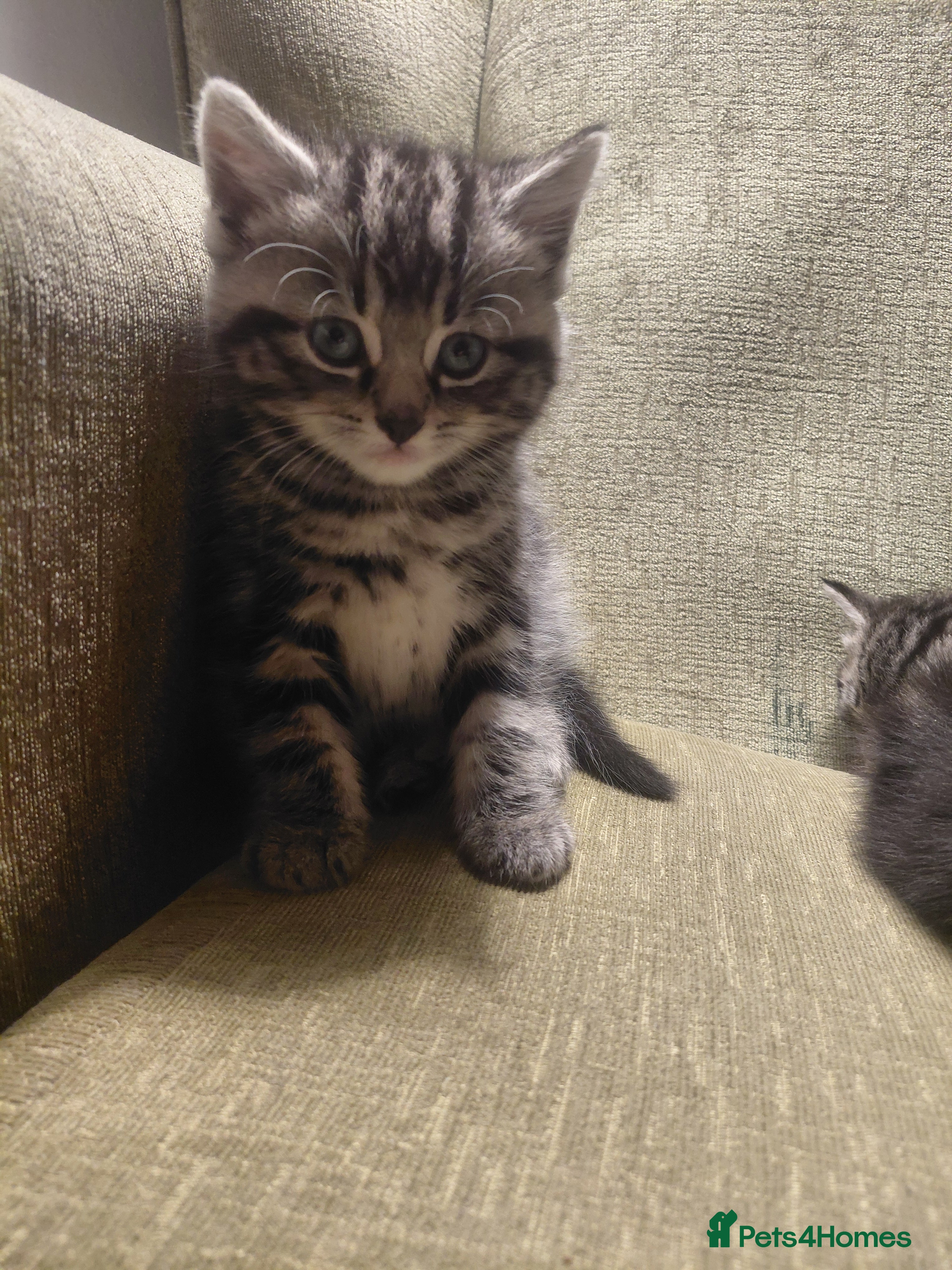 Mixed Breed cats for sale: Kittens  - Advert 2