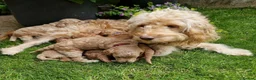Cockapoo dogs for sale: Stunning F1B cockerpoo in London - Advert 5