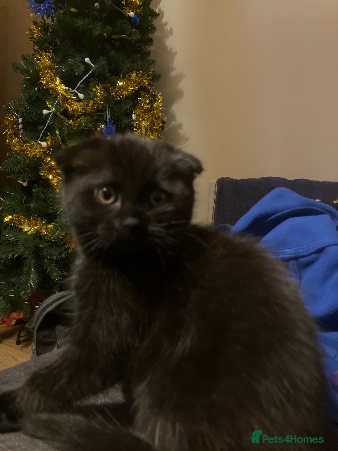 Scottish Fold cats for sale: Khao Manee/Scottish fold Girl - Advert 3