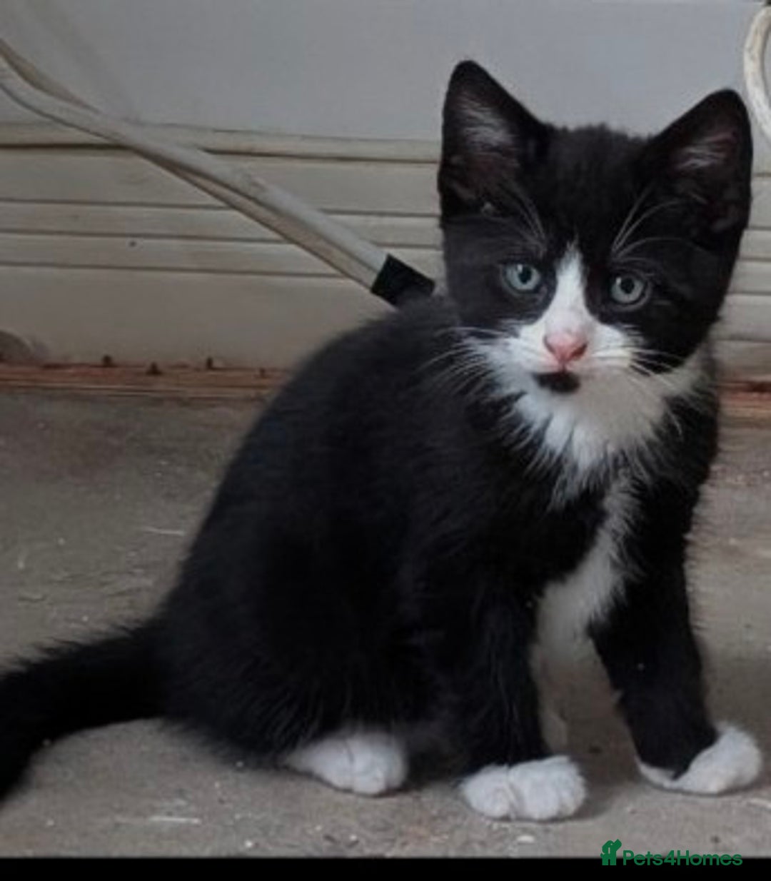 Mixed Breed cats for sale: Healthy kittens - READY NOW ( 8 weeks old )  - Image 10