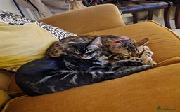 Mixed Breed cats for sale: Bengal cross - Image 3