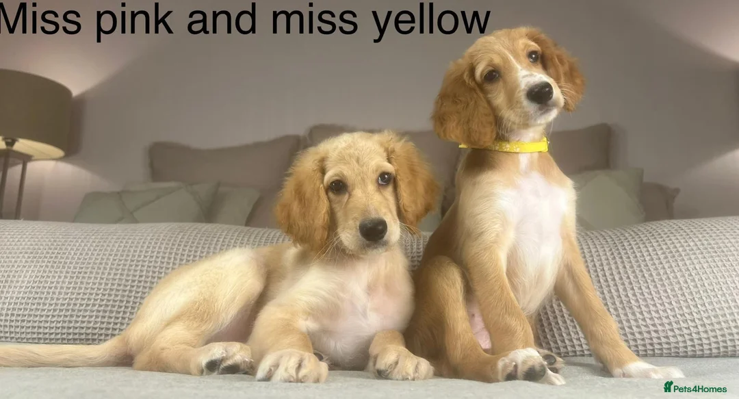 Irish Doodle dogs for sale: The perfect Doodle - Advert 10