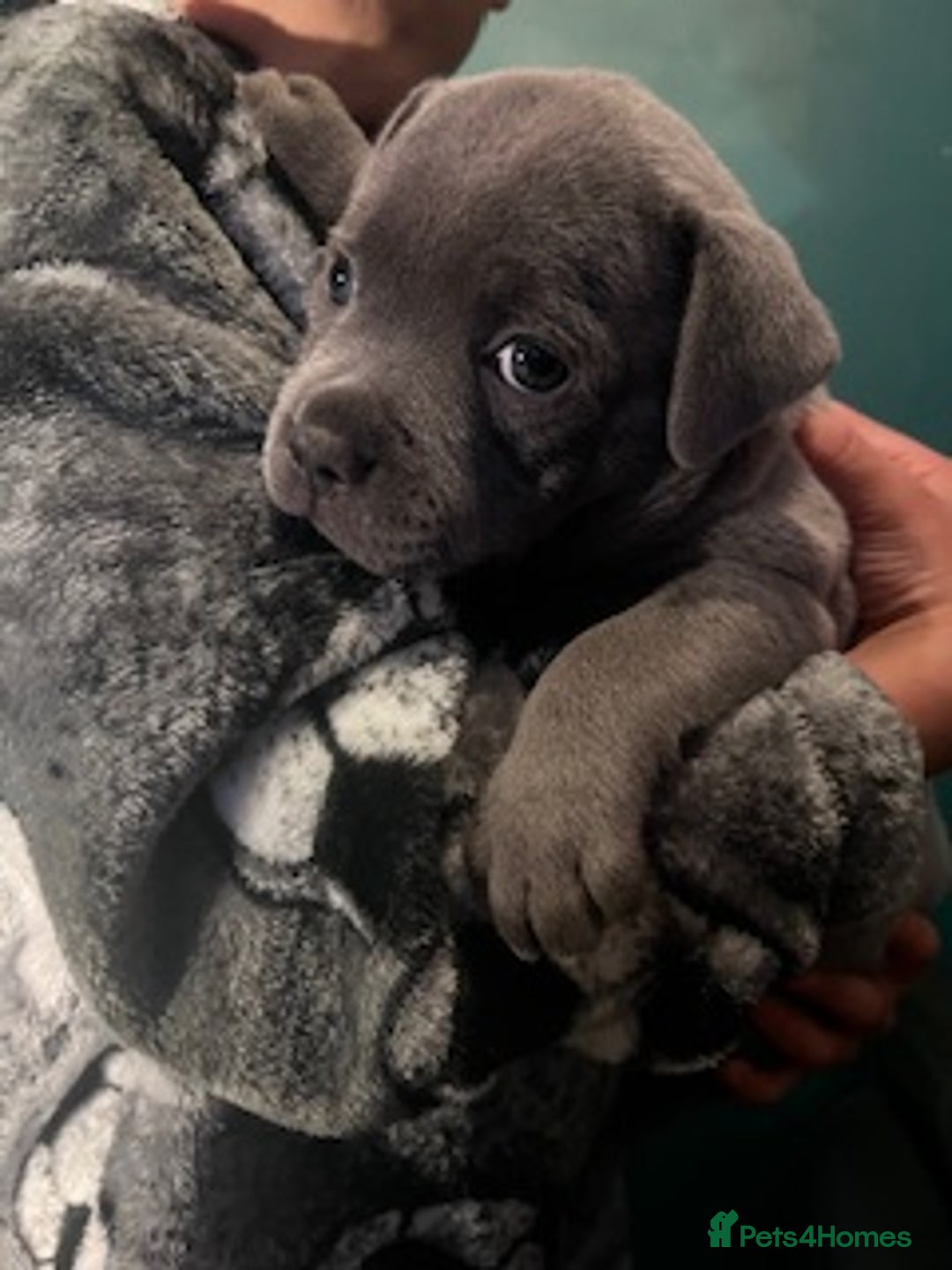 Staffordshire Bull Terrier dogs for sale: 2 Beautiful Male Blue Staffy Puppies - Advert 12