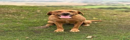 Labrador Retriever dogs for sale: Beautiful Pedigree Fox Red Labrador Puppies in Honiton - Advert 5
