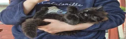 Mixed Breed cats for sale: Beautiful Black Ragdoll x Persian Kitten Ready Now in Barnsley - Advert 3